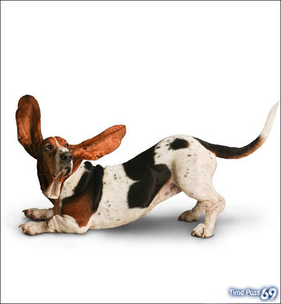 Yoga Dogs for 2010